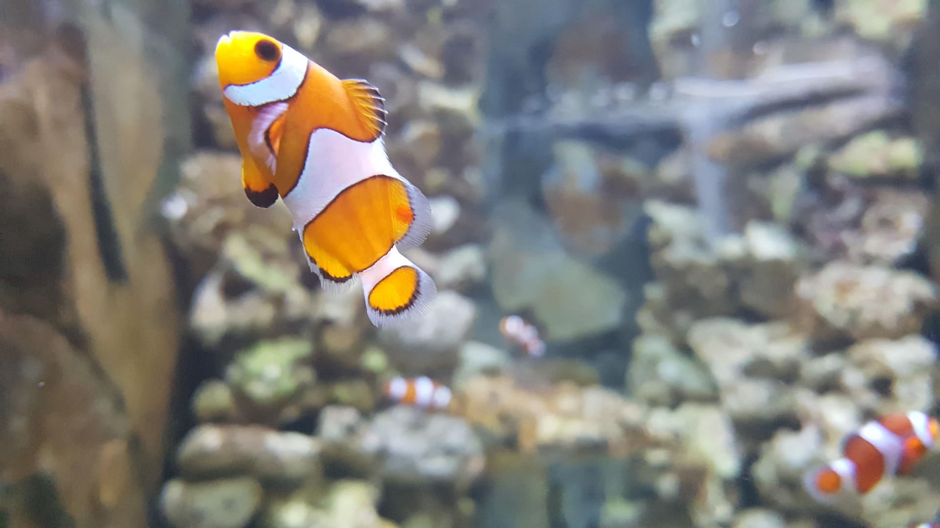 Fisch